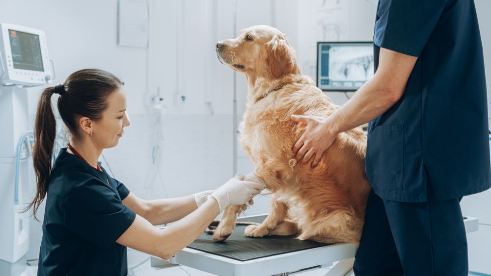 Close Up of a Female Veterinarian Treating a Hurt Foreleg on a Calm Golden Retriever.