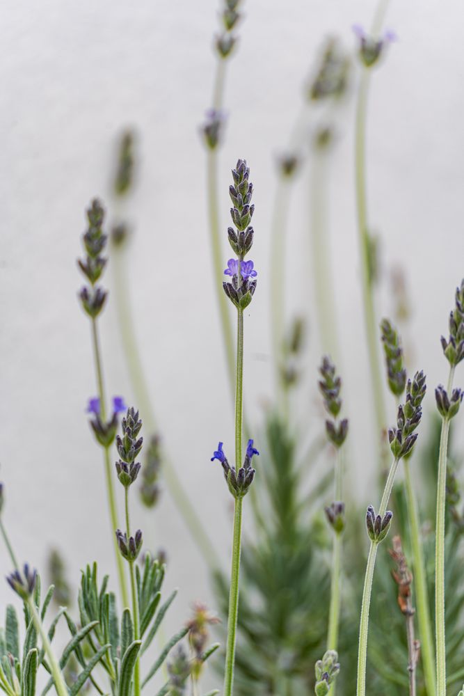 Close up of lavender flower in the garden