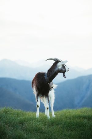 Goat grazing on meadow in Pyrenees mountains