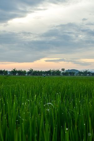 Field of grass and trees at sunset