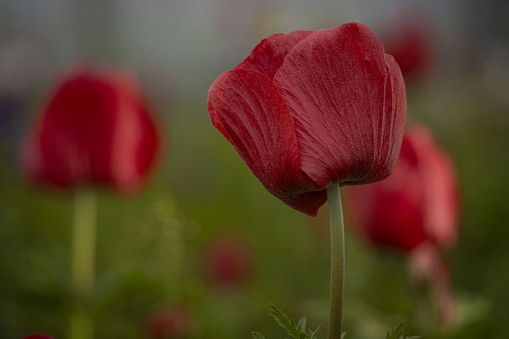 Copake, New York - May 19, 2022: Close up of side of red flowers