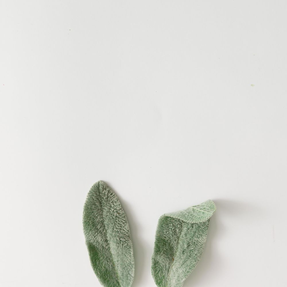 Bunny rabbit ears made of natural green leaves on bright background