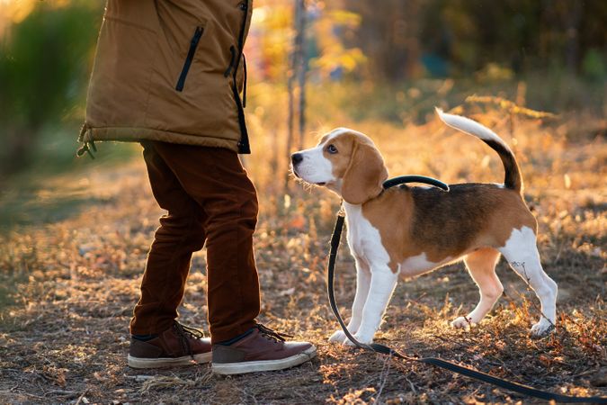 Little boy walking dog