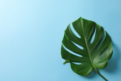Green monstera on blue background, space for text