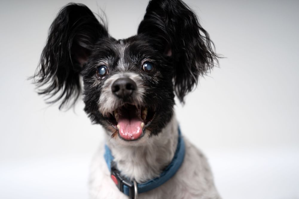 Portrait of cute continental toy spaniel