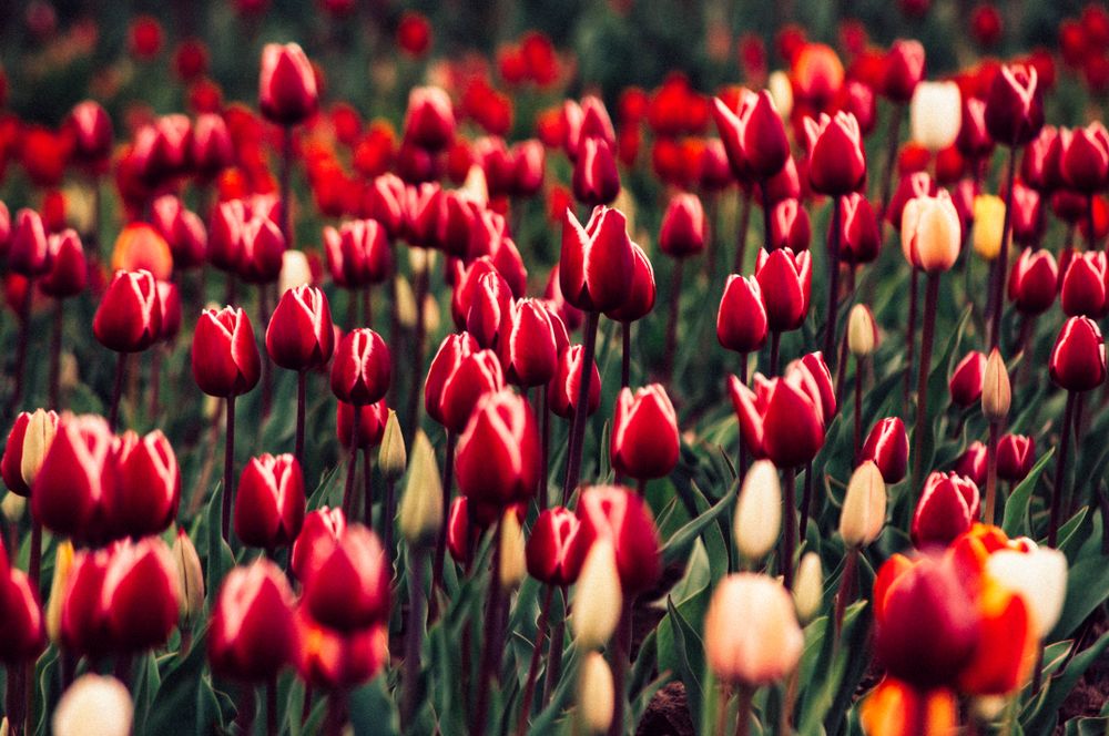 Red tulips in bloom
