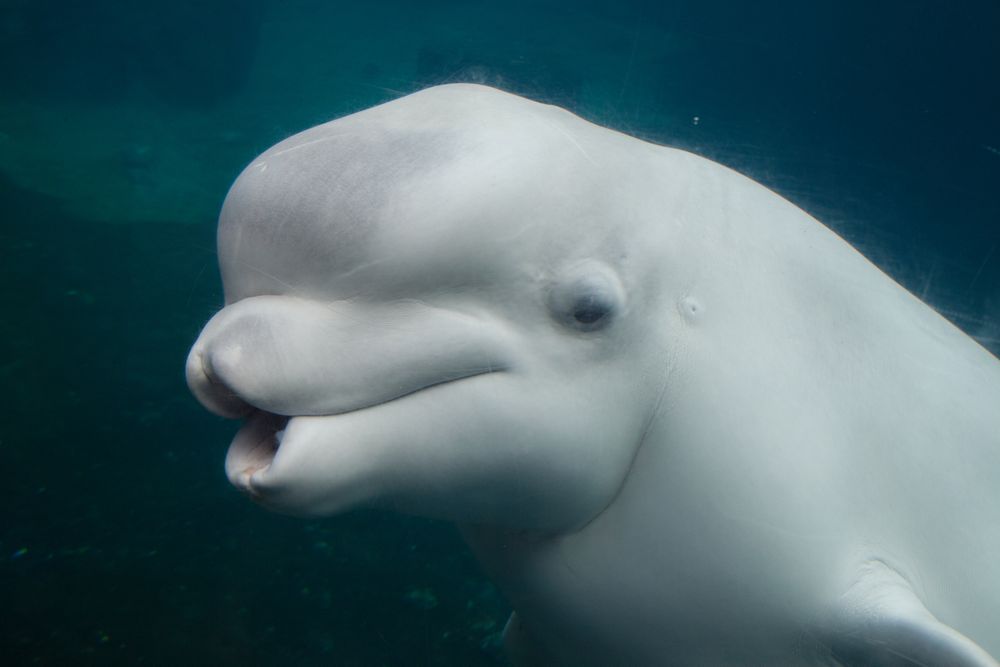 Beluga, Mystic Aquarium, Mystic, Connecticut