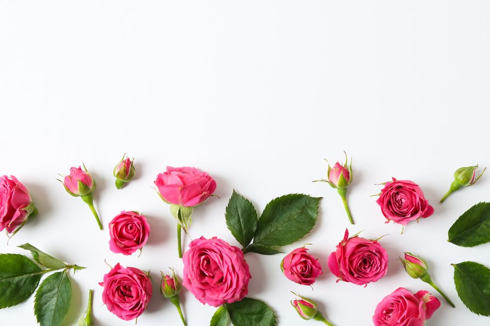 Beautiful fresh pink roses on light background, space for text