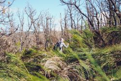 Man hiking in bare forest with colorful tall grass