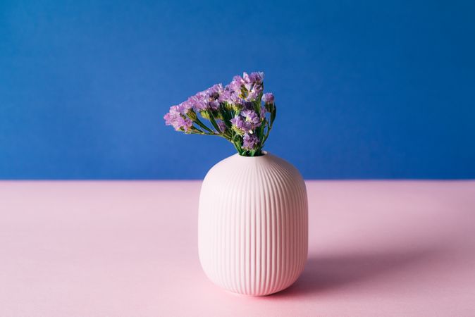 Violet sea lavender flowers in a pink and blue background