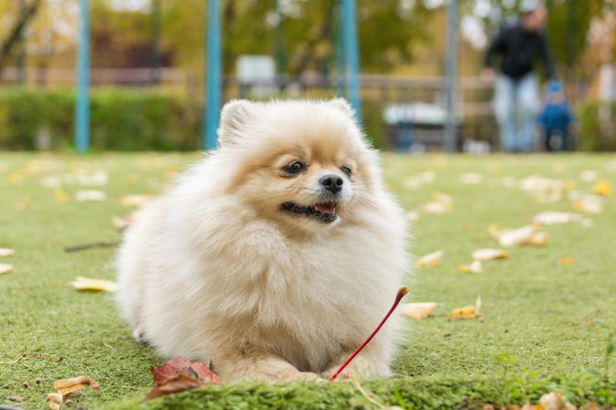 Light Pomeranian puppy on green grass field