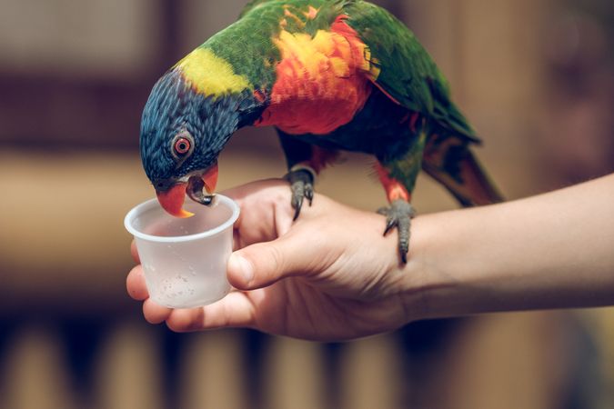 Crop kid feeding colorful parrot
