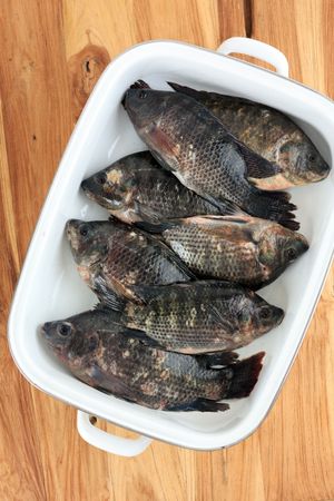 Tilapia or ikan nila. Close view on Fresh Tilapia fish on board