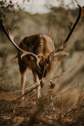 Elk eating leaves in countryside