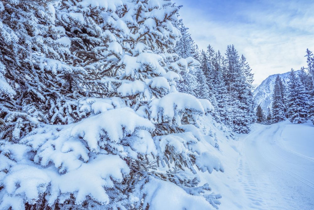 Snowy branches of trees