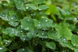 Green plants with dew drops, side view