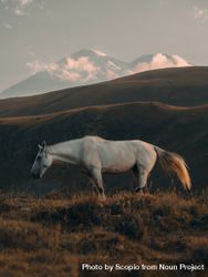 Side view of horse grazes against high mountains 0JxVl4