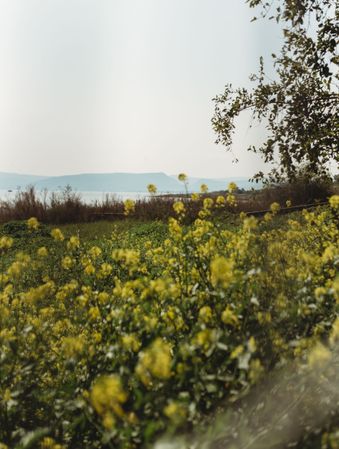 Yellow flowers growing on coast