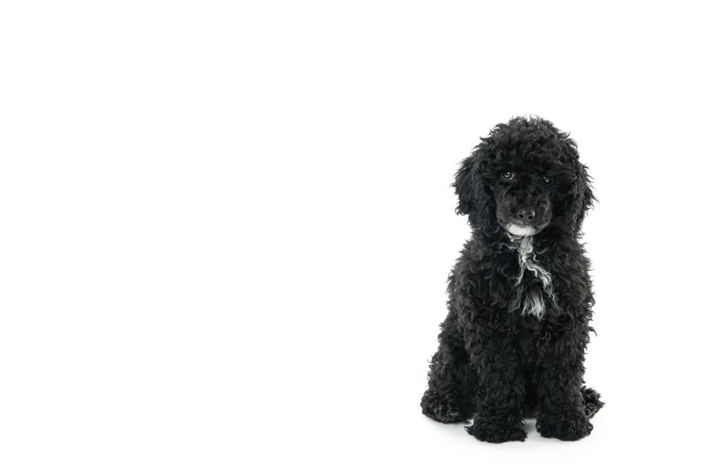 Cute dog in harness sitting and looking at camera with copy space