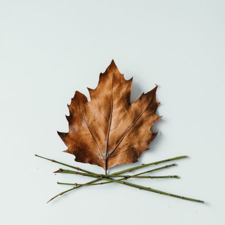 Maple leaf and twigs in shape of camp fire on light background