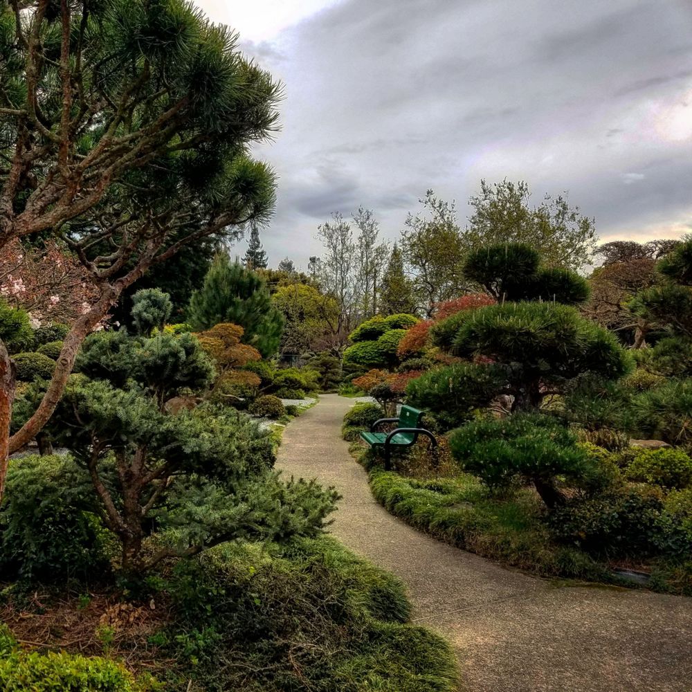 Japanese garden with bench