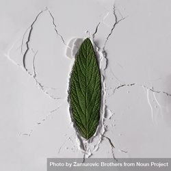 Powder texture with leaf and cracks 5lp2m5