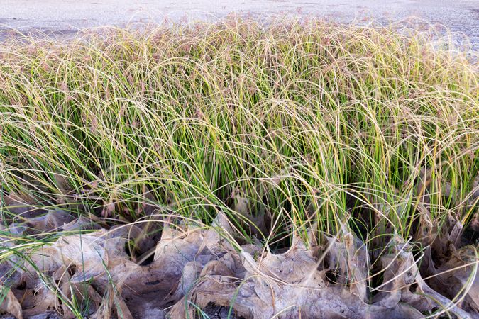 Grass growing near dry mud