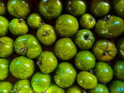 Green tomatoes at produce market
