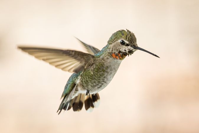 Beautiful Immature Male Anna's Hummingbird In Flight.