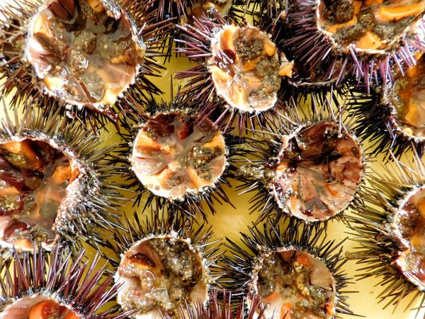 sea urchins