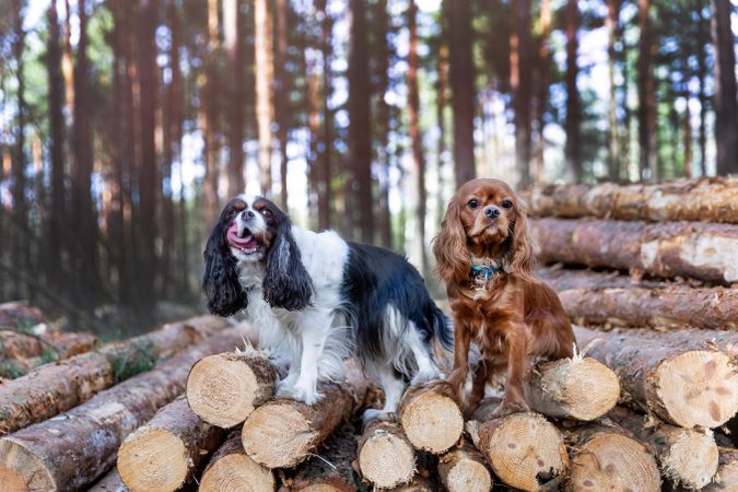 Two cavalier spaniel standing atop logged trees