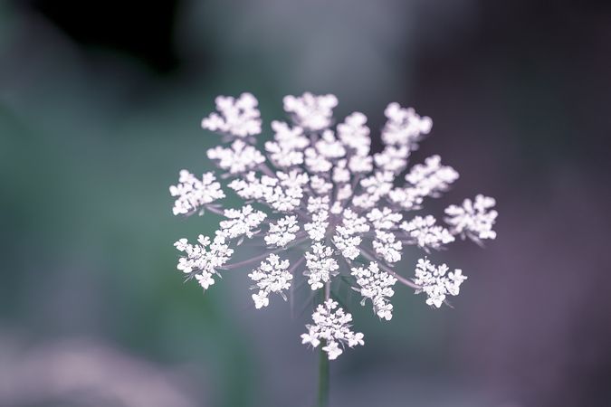 Top view of dainty Queen Anne’s lace flowers