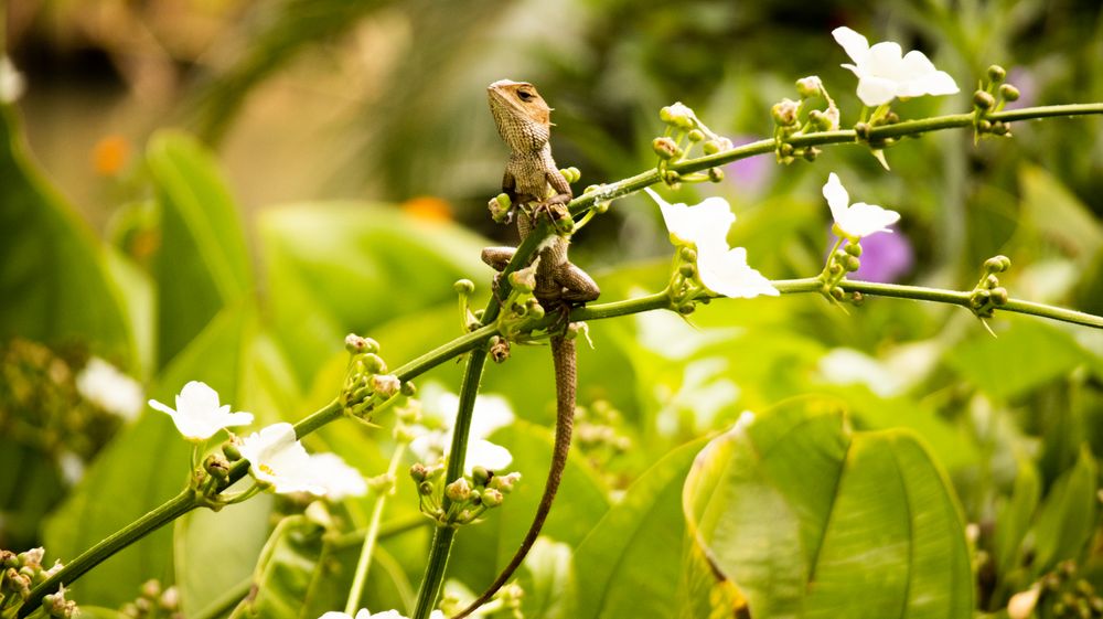 Indonesian Tropic Iguana