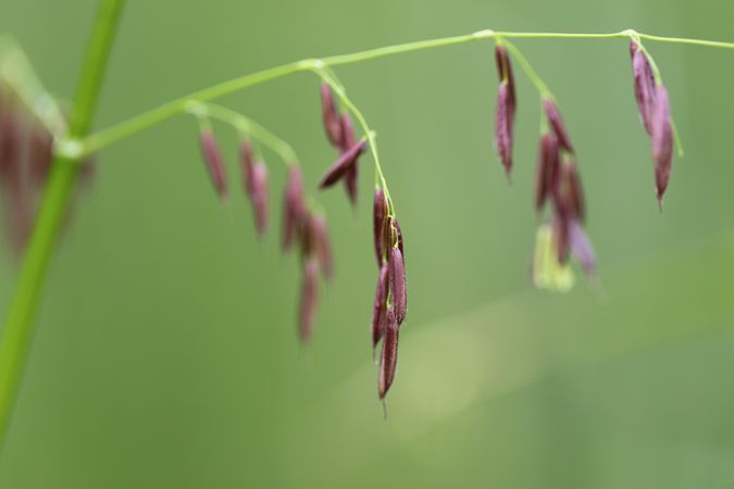 Purple wild rice staminate spikelets on Big Sandy Lake