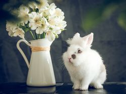 bunny with vase of Alstroemeria flowers