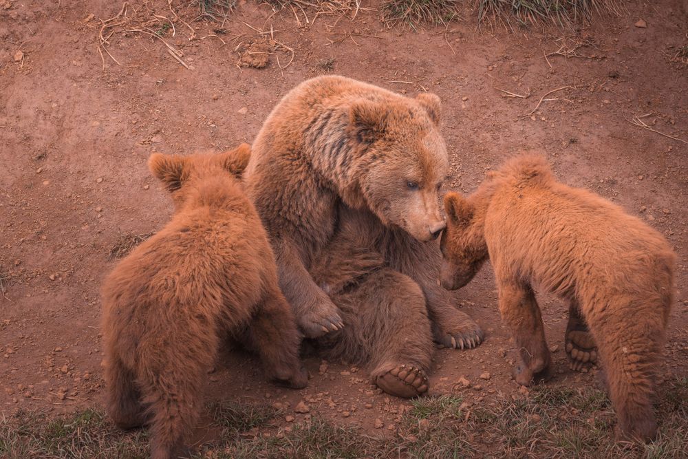 Mother bear playing with bear cubs