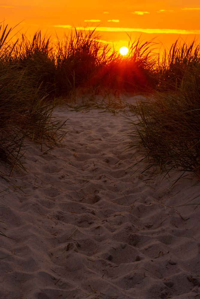 Sylt island sunset behind the marram grass dunes