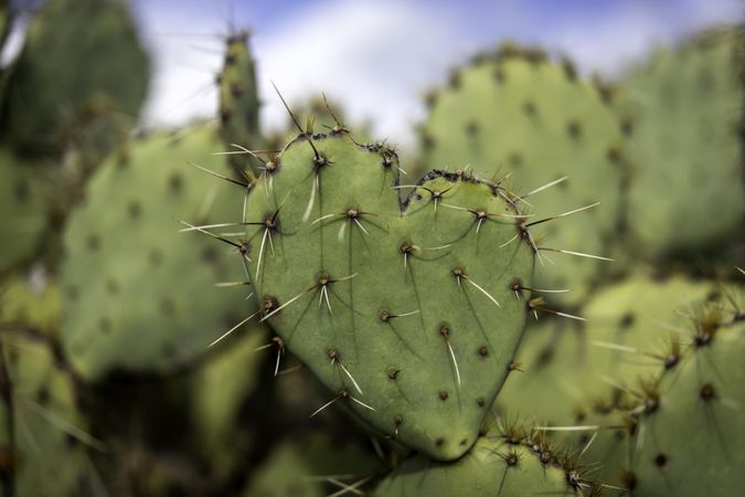 Prickly Pear cactus in the shape of a heart at Saguaro National Park in Tucson, Arizona