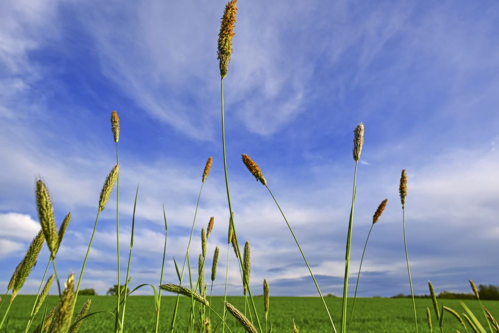 Grass threads under blue sky