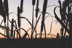 Reeds with fluffs at sunset