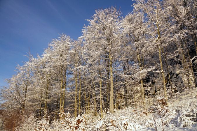 Evergreen forest covered with snow under blue sky