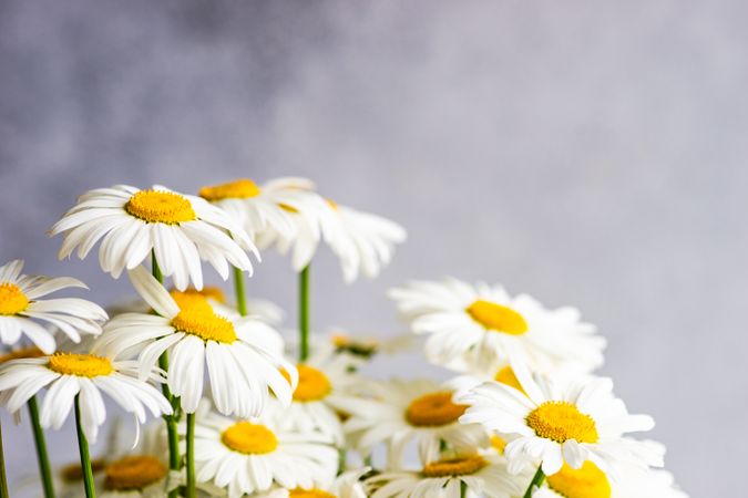 Top of daisy flowers as a summer background