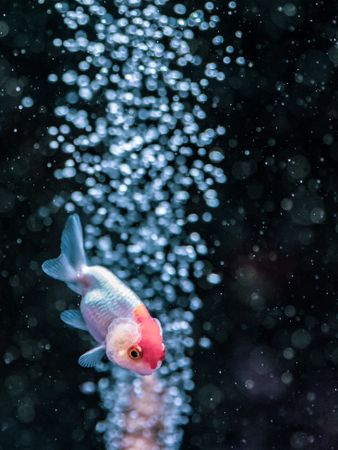 Exotic fish in aquarium