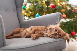 Cavalier spaniel on grey seat