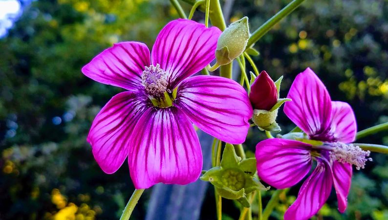 Fuscia malva