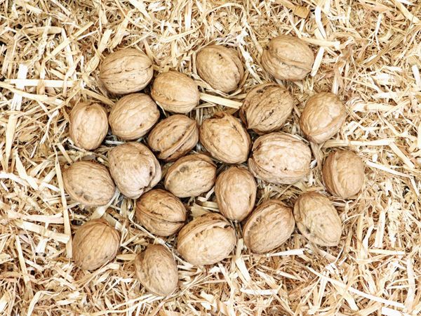 nuts
