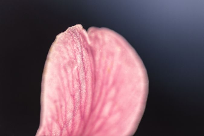 Close up of single pink petal with veins