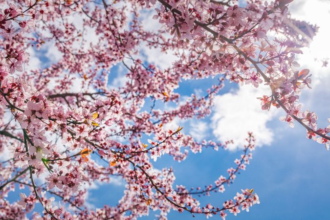 Bright blue sky with clouds and cherry blossom tree