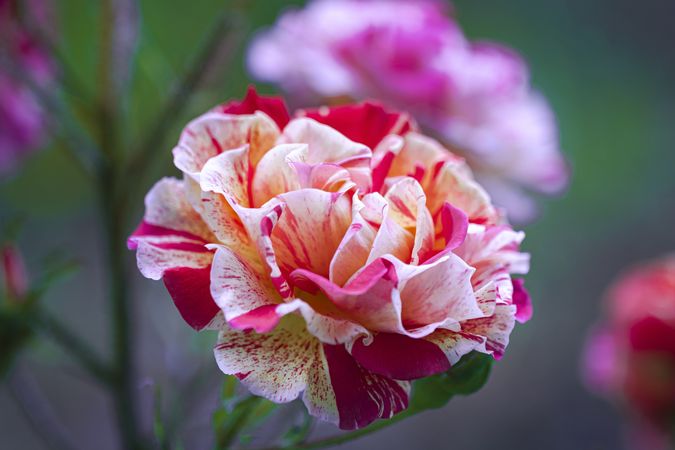 Speckled pink and light flower growing in the wild