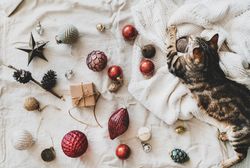 Flat-lay of holiday decoration, with knitted sweater, and cat top view